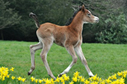 ROE LAYYA